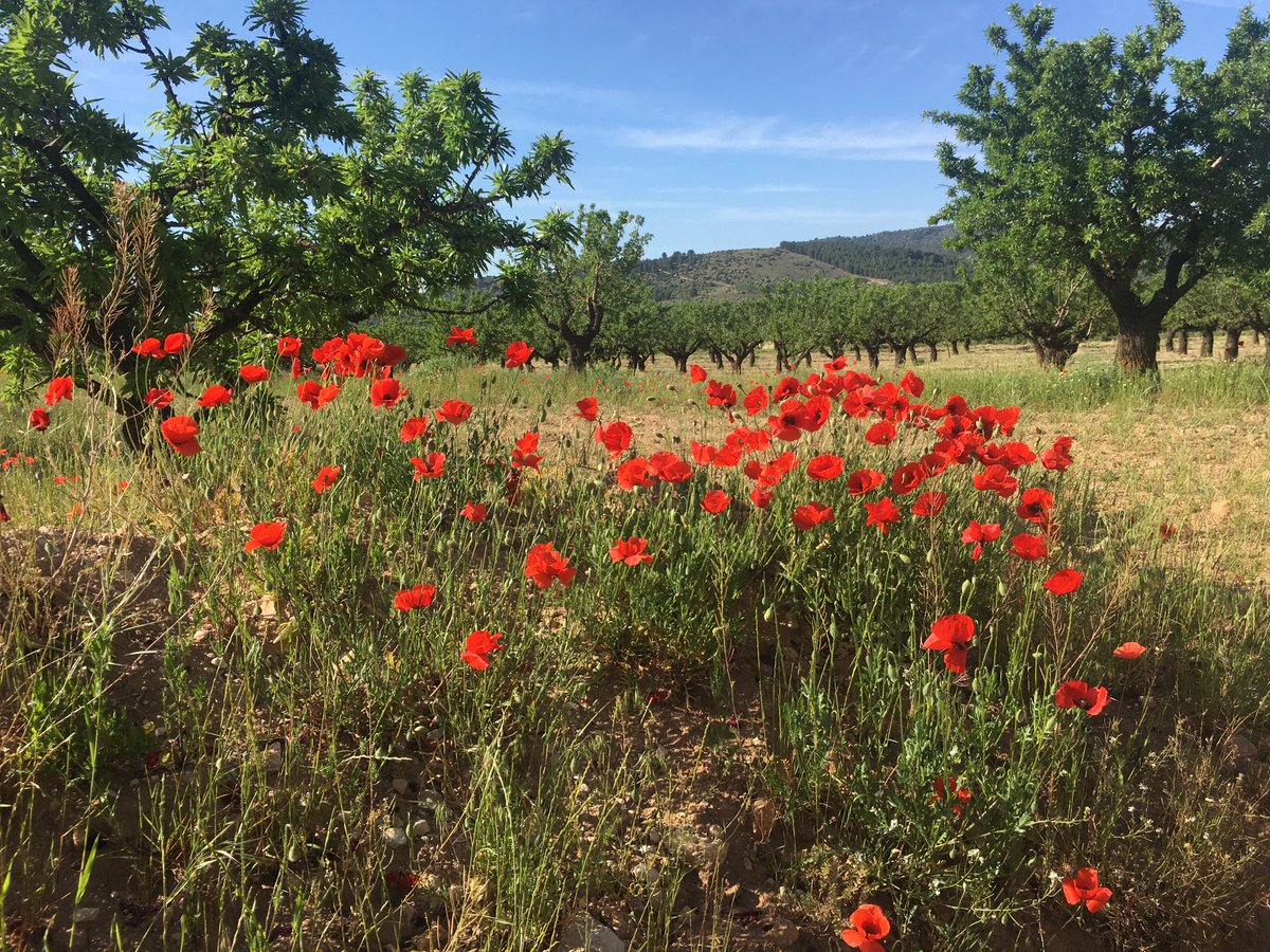 CEBAS_SWC's tweet image. Is the CAP really addressing what farmers need to adopt 🌳🌾sustainable soil practices?

Check our policy brief with @IEEP_eu →: ieep.eu/publications/s… 

@Commonland @EUAgri @EP_Environment @EP_Environment @FarmEurope
