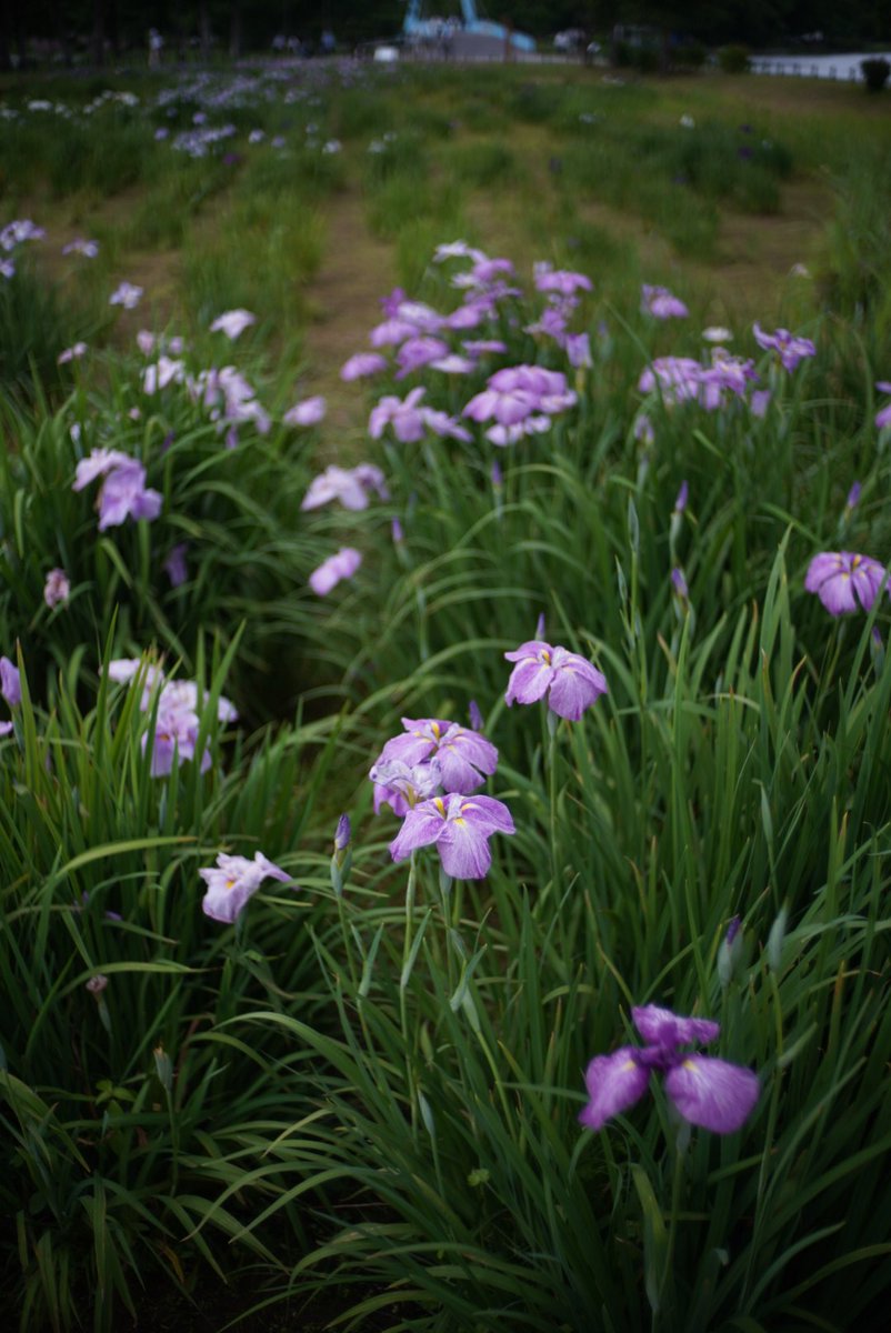 花菖蒲。
あまり出さないうちに時期が過ぎちゃう(笑)。