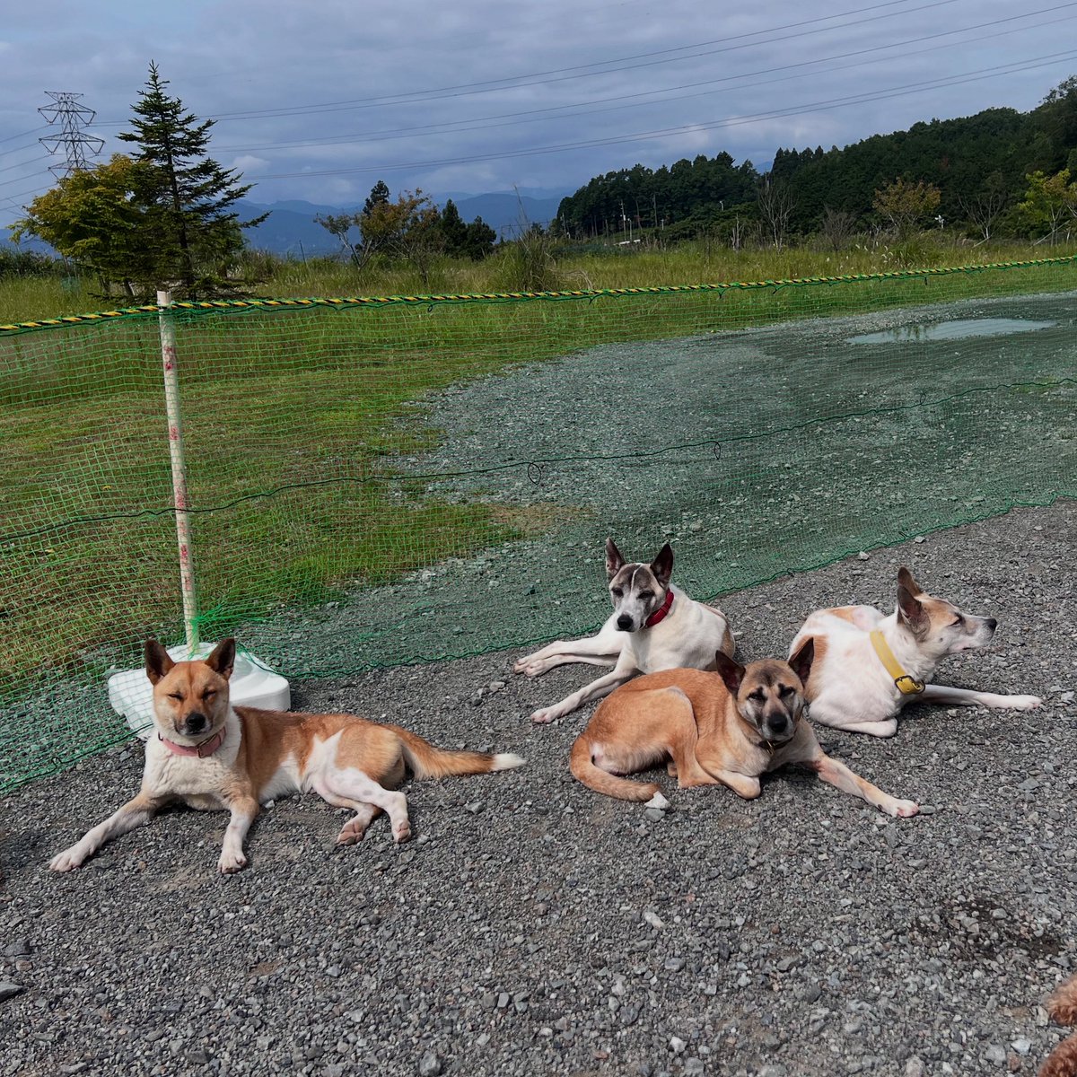 ZASH91999804's tweet image. 最近、ZASHの方であんまり写真アップしてなかったので、今日から写真アップする頻度を上げて行きたいと思ってます！
何気ない写真が多くなるかもしれませんがそれはご了承ください🙇‍♀️💦
チャンネル登録5万人に向けてSNSも頑張る💪byチカちゃん
#zash #zash静岡組 #コウ