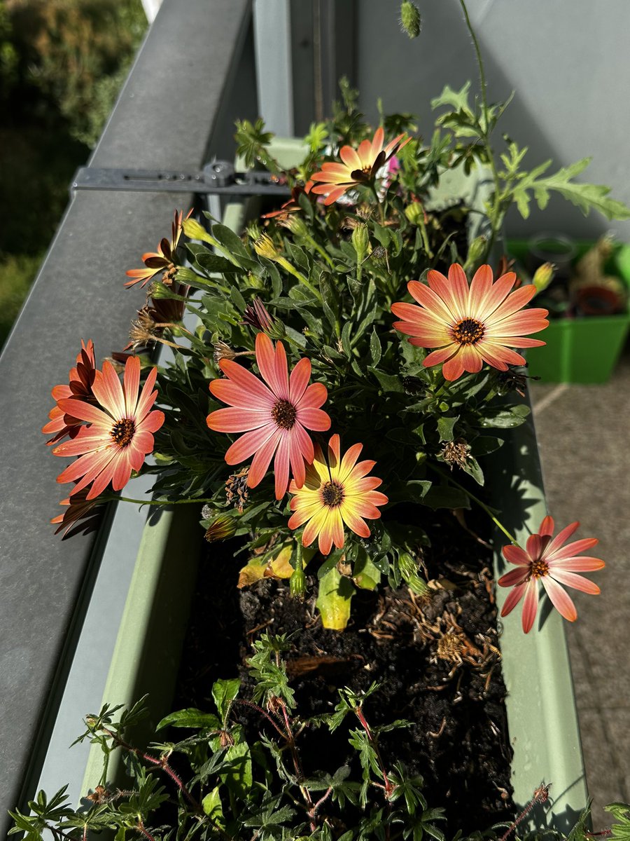 GM to all 🫶☕️