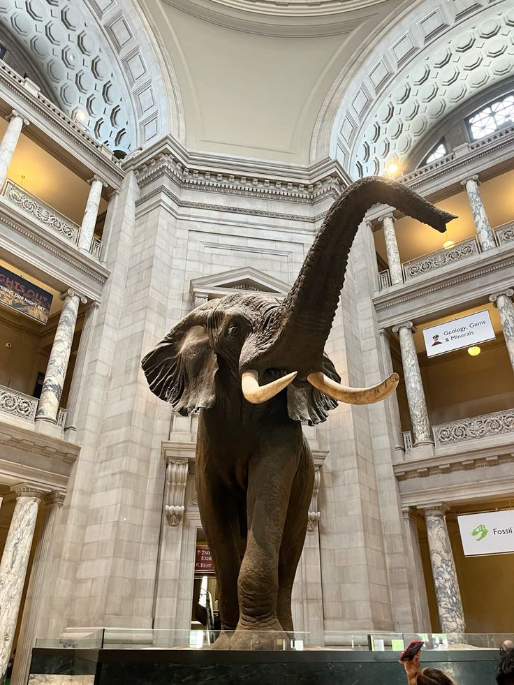TheRareEcho's tweet image. Henry the elephant - the African bush elephant, also known as the African savannah elephant - is displayed at the Smithsonian National Museum of Natural History in Washington, D.C. It is the world's largest terrestrial animal, weighing 11 tons and standing 13 feet high.