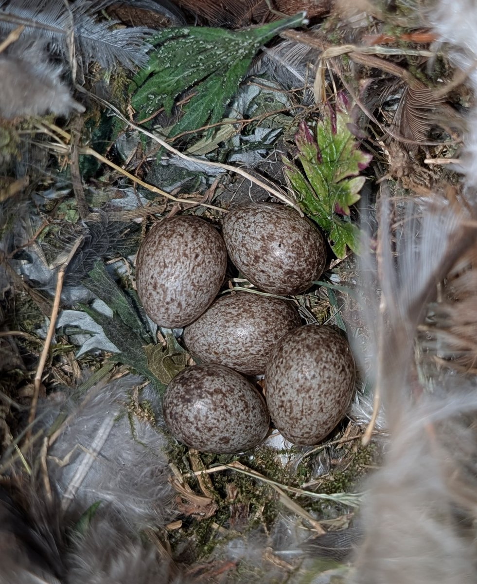 mattthesparrow's tweet image. We are half way through Tree Sparrow second broods. But already we have the first third brood being laid! Once they get going they really don't hang about.