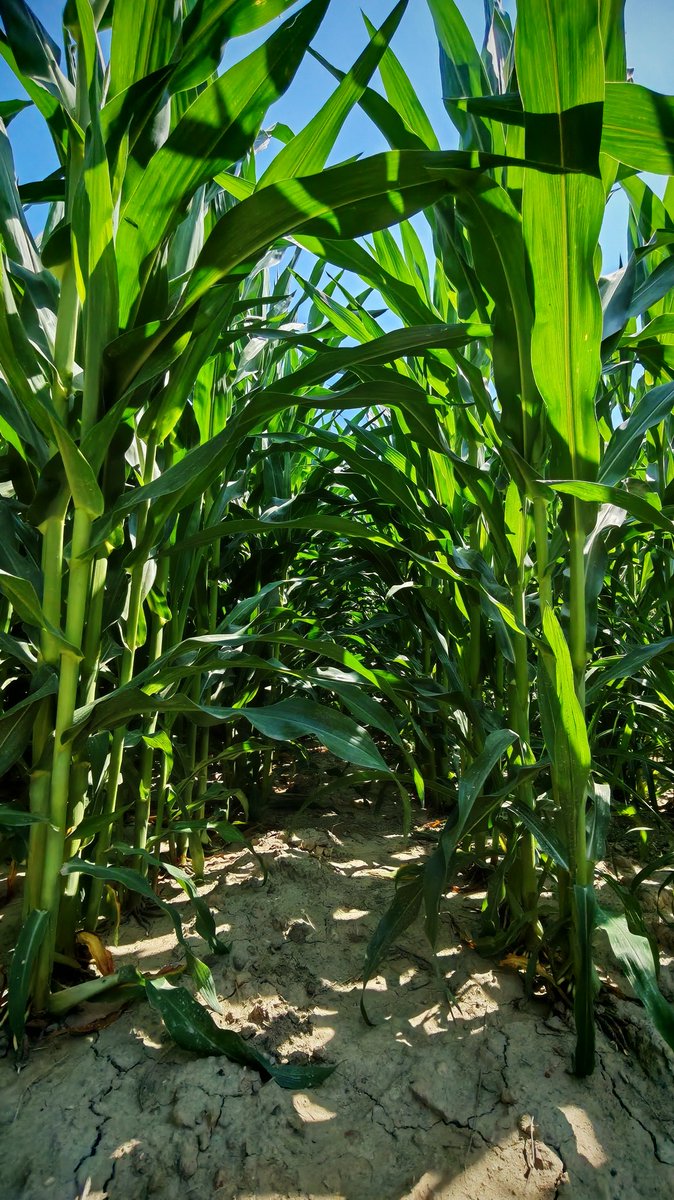 Good morning 🌽🌽
