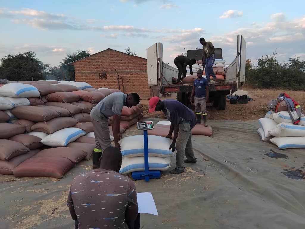 SouthernSorghum's tweet photo. bringing home the (sorghum) harvest https://t.co/I2wWwDPwyw