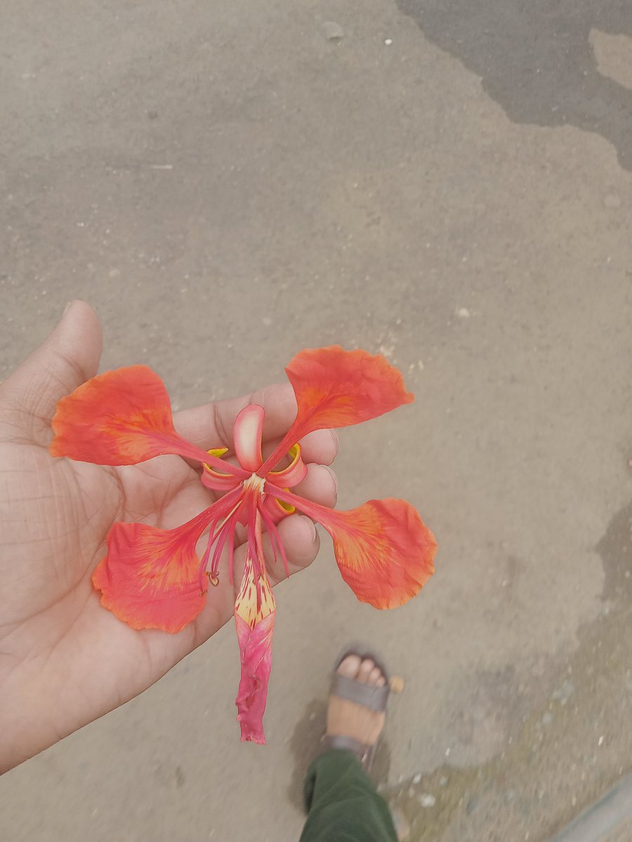 Amanx0718's tweet photo. Butterfly flower.... https://t.co/NACfTYxDur