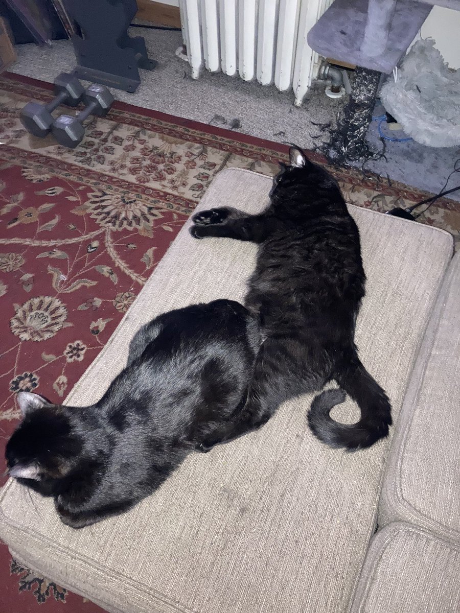 So annoying you can’t add photos to polls , but here’s CatCat