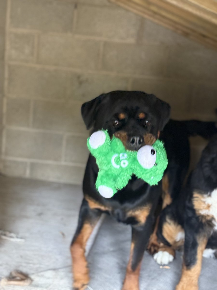 Thanks to the excellent delivery guys from <a href="/ao/">AO</a> this morning. Great job delivering our new fridge and Max is happy with his teddy.