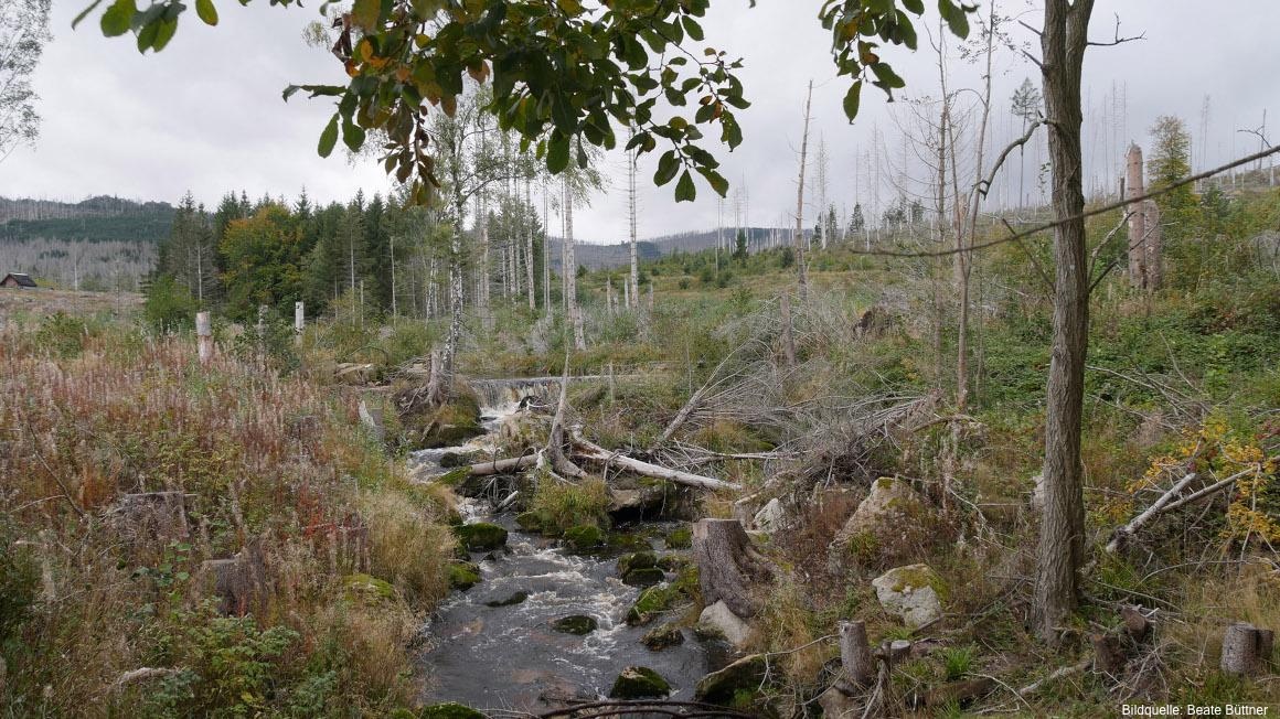 🌳 Waldreallabore für die Zukunft der Wälder  

Unter Leitung des Thünen-Institut für Waldökosysteme
und des Helmholtz-Zentrums für Umweltforschung
entstehen drei Waldreallabore im Harz und in Niederbayern.  

ℹ️ Hier mehr dazu lesen: 
biooekonomie.de/nachrichten/ne…

#Wald #Bioökonomie