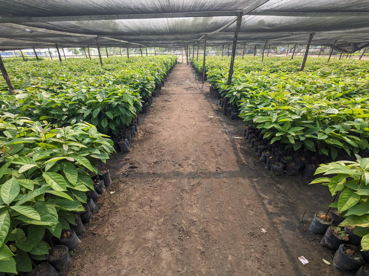 Ruvusha_Israel's tweet image. Hass avocados are known for their robust growth and resilience, making them a popular choice for both commercial and backyard cultivation. Their strong root system and trunk structure contribute to their ability to regrow each year and produce fruit for decades.