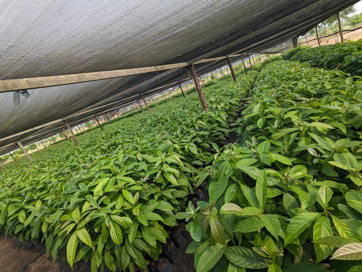 Ruvusha_Israel's tweet image. Hass avocados are known for their robust growth and resilience, making them a popular choice for both commercial and backyard cultivation. Their strong root system and trunk structure contribute to their ability to regrow each year and produce fruit for decades.