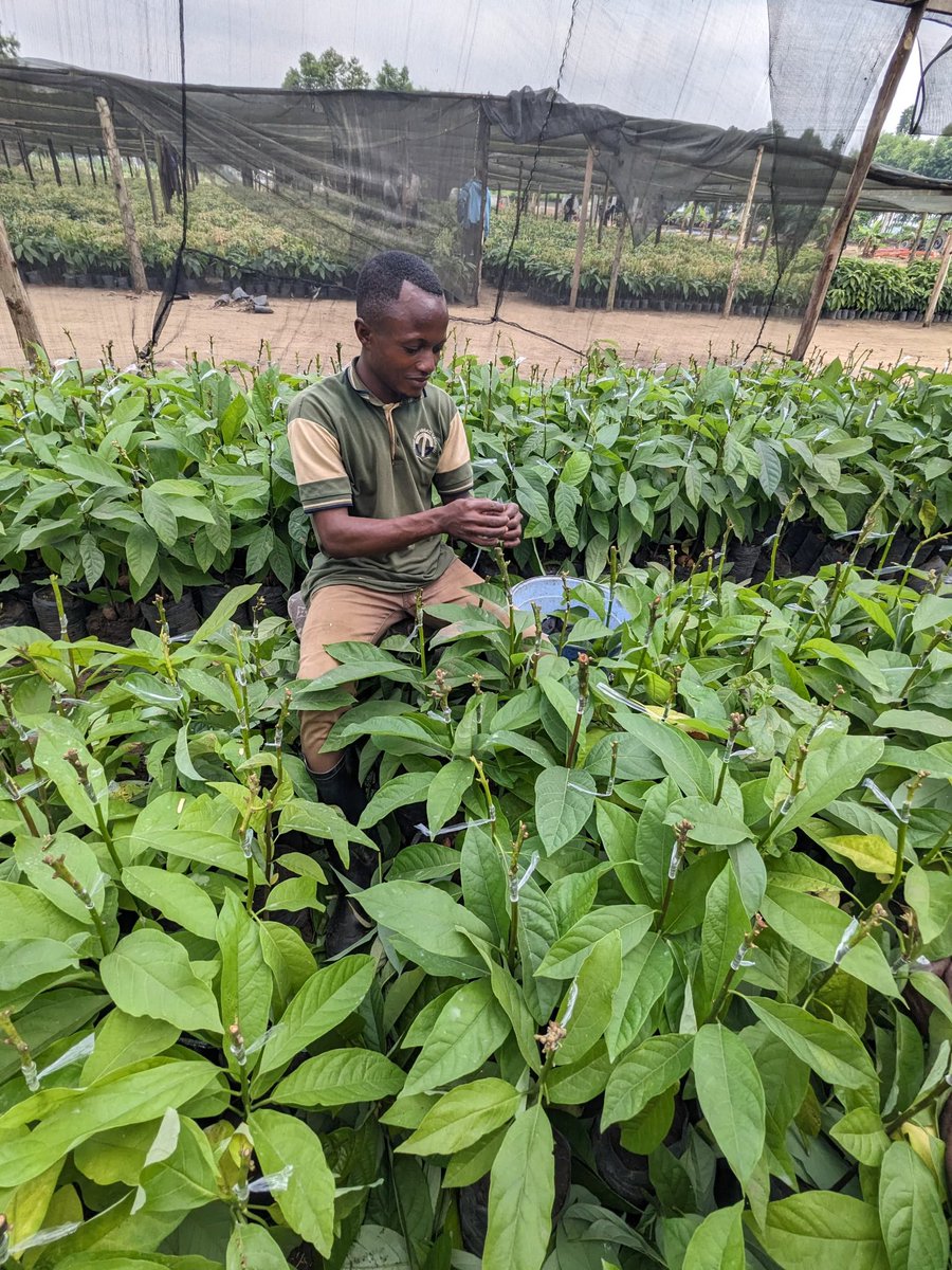 Ruvusha_Israel's tweet image. Hass avocados are known for their robust growth and resilience, making them a popular choice for both commercial and backyard cultivation. Their strong root system and trunk structure contribute to their ability to regrow each year and produce fruit for decades.