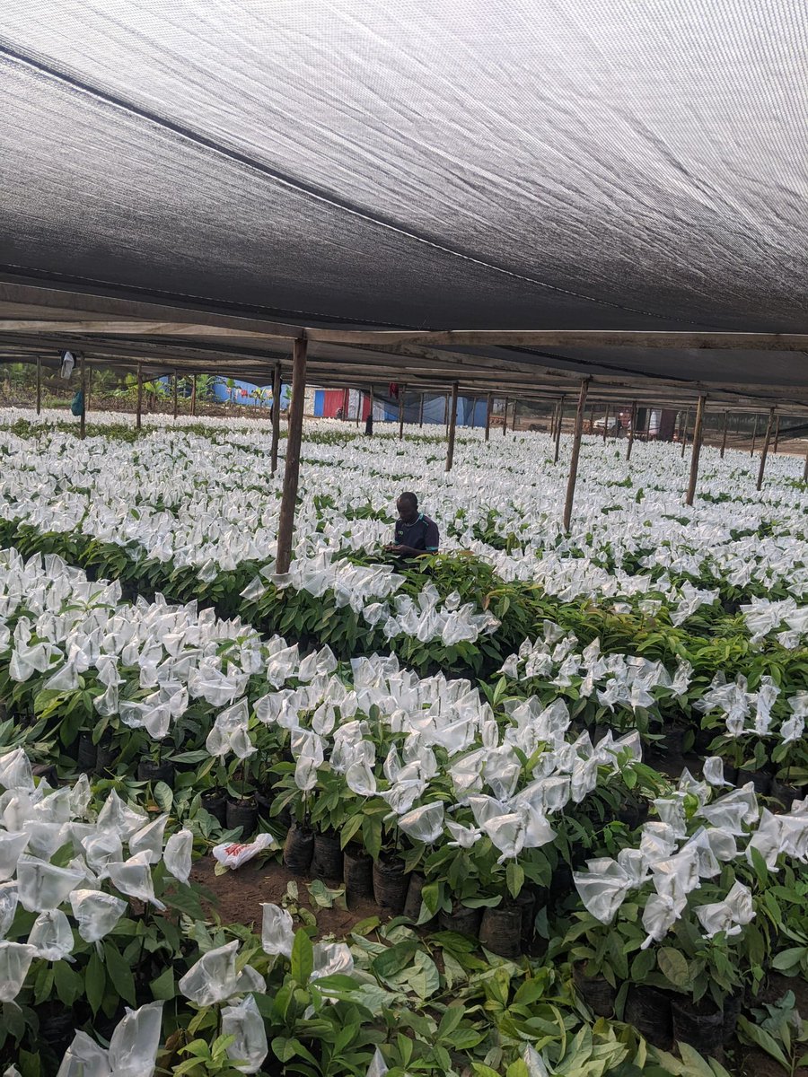 Ruvusha_Israel's tweet image. Hass avocados are known for their robust growth and resilience, making them a popular choice for both commercial and backyard cultivation. Their strong root system and trunk structure contribute to their ability to regrow each year and produce fruit for decades.