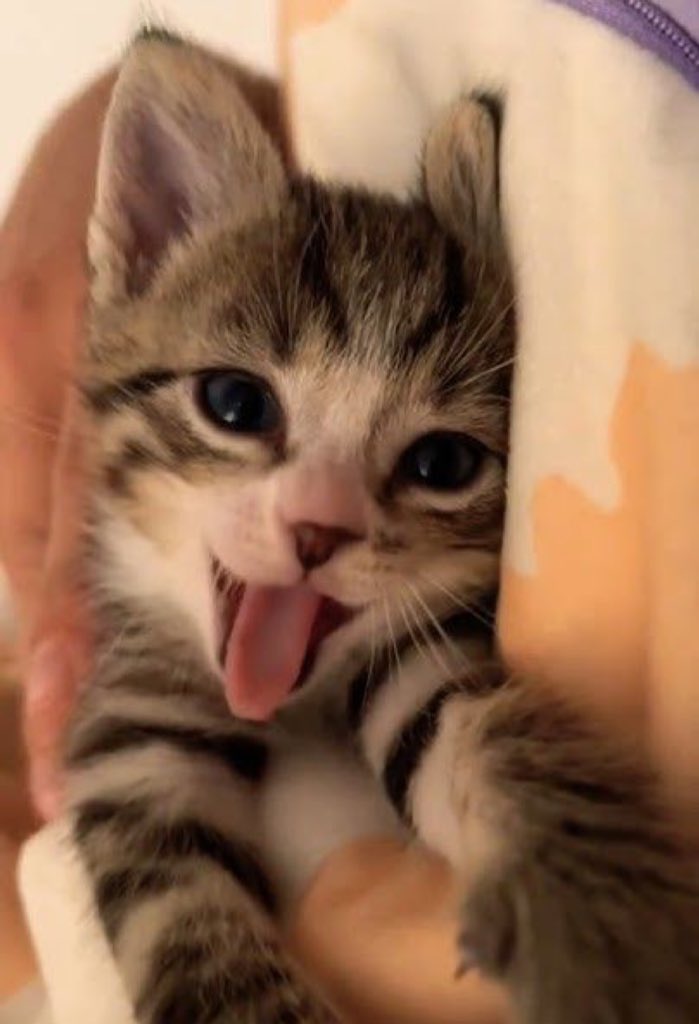유우시 고양이 (@yushiwaneko) on Twitter photo 