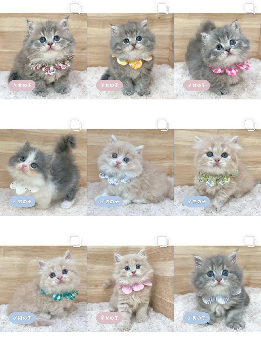 ð«§ æç¥ã®ç«ã¡ããå°éïŸïŸïŸïœ°ïŸïŸïœ° ð«§ (æ ª)LEGARE (@legaremeow) on Twitter photo ããã«ã¡ã¯âš
ã
€
â«ïžInstagramïŒåç«ã¡ããäžèЧïŒ
â«ïžã¿ããªã®åç«ããªãŒããŒ
ã
€
æŽæ°ããŸããâ
ã
€
ãããããããã£ãŒã«ã®ãªã³ã¯ããã¢ã¯ã»ã¹ãã§ããŸãã®ã§ïœ€ãã²ã確èªãã ããð±ð
#ç«å¥œããããšç¹ãããã
#ç« #ãã
#ç«ã®ããæ®ãã ããã«ã¡ã¯âš
ã
€
â«ïžInstagramïŒåç«ã¡ããäžèЧïŒ
â«ïžã¿ããªã®åç«ããªãŒããŒ
ã
€
æŽæ°ããŸããâ
ã
€
ãããããããã£ãŒã«ã®ãªã³ã¯ããã¢ã¯ã»ã¹ãã§ããŸãã®ã§ïœ€ãã²ã確èªãã ããð±ð
#ç«å¥œããããšç¹ãããã
#ç« #ãã
#ç«ã®ããæ®ãã