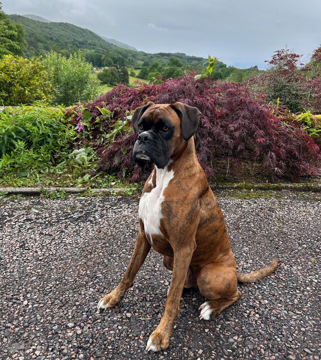 BecksBoxer's tweet image. Good morning from Scotland - still waiting for Summer 馃彺鬆仹鬆仮鬆伋鬆仯鬆伌鬆伩馃悤