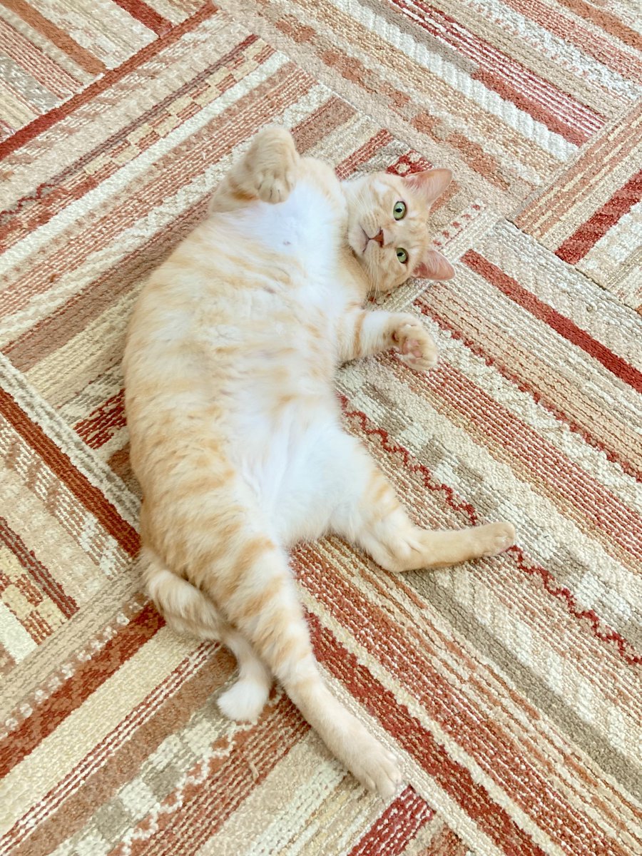 nyankuru's tweet photo. 【川崎】警戒心が皆無なソランくん😂【川崎店では現在20匹の猫ちゃんが新しい家族を待っています #猫カフェ #里親募集】 https://t.co/2AcpaZ8eTj