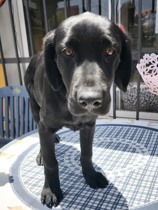 SOMBRA necesita #acogida #URGENTE sin más perros para poder terminar de recuperarse.
Puedes auydar? Por favor envíanos un mensaje privado

SOMBRA needs #Urgent  #fostercare without other dogs so she can finish recovering.
Can you help? Please send us a private message