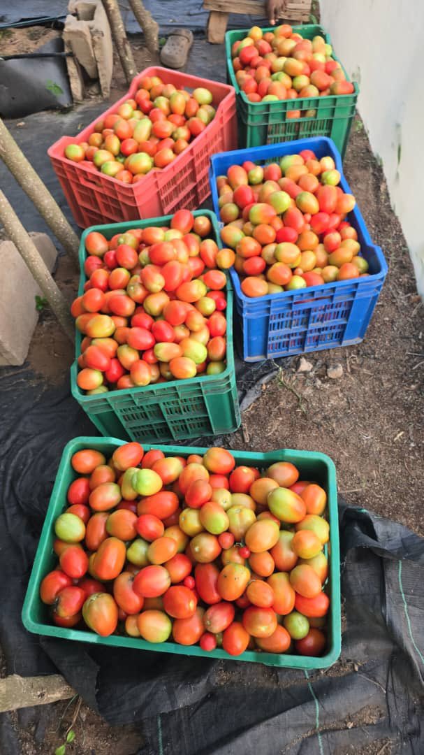 TheQueenAminat's tweet photo. Our tomatoes are ready for consumption

Price - 2,000 per kilo 

Bulk available at a discounted rate, to order - 08075262130 or 08109539229 https://t.co/5WSJjXjgmw