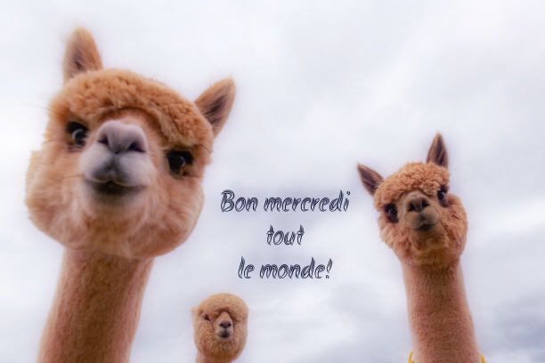 Bon mercredi tout le monde!👟🏃🏻‍♀️‍➡️🚿☀️
#ligue_des_optimistes