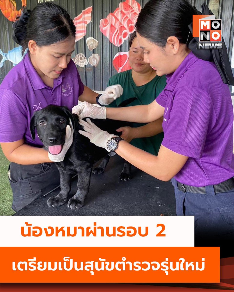 mononewsth's tweet photo. น้องหมาผ่านรอบ 2 เตรียมเป็นสุนัขตำรวจรุ่นใหม่
ศูนย์ฝึกสุนัขตำรวจฯ เผยโฉมสุนัขรุ่นใหม่ผ่านรอบคัดเลือก เตรียมฝึกเข้มภายใต้หลักสูตรผู้บังคับสุนัขตำรวจรุ่นที่ 11 หวังเสริมกำลังตำรวจตระเวนชายแดน
---
รายละเอียดเพิ่มเติม - https://t.co/bDRkCNnGVC
#MONONews #สุนัขตำรวจ #K9Police #ศูนย์ฝึกสุนัขตำรวจ #ตำรวจตระเวนชายแดน