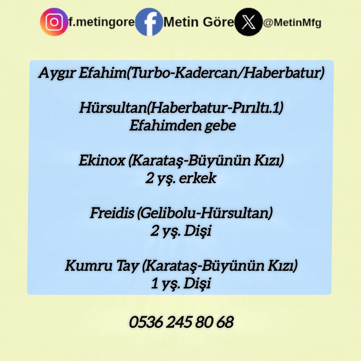 MetinMfg's tweet photo. Satılık #Aygır, ve #Araptay lar https://t.co/glKbZHbnY9