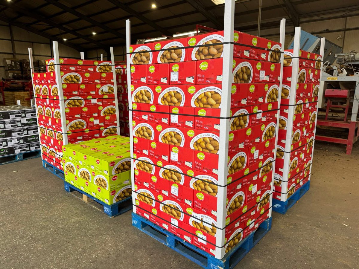 Jazzy 25-35 and 35-45 boxes ready for the wholesale markets, a perfect sample ready to go within 12 hours of being lifted. Unbeatable quality and taste 🏆