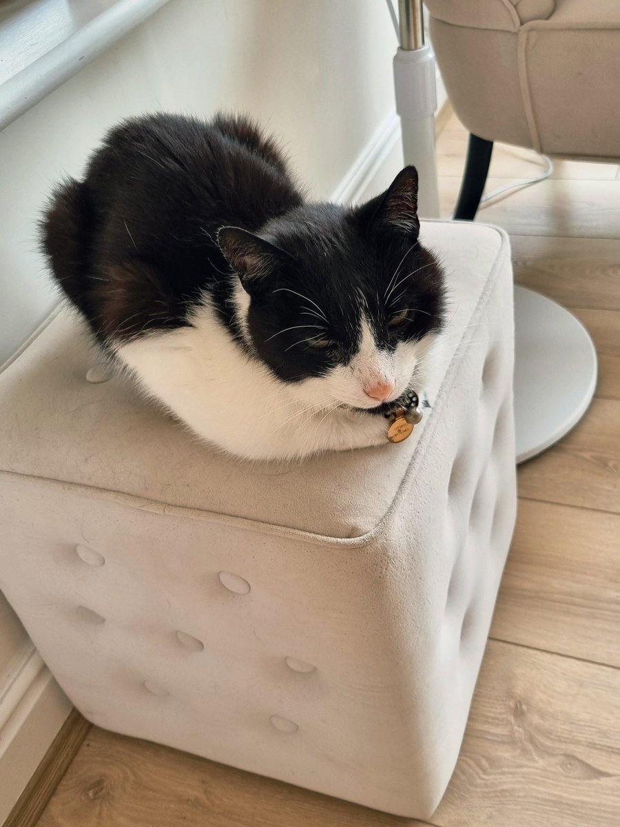 AlvinASBO's tweet image. I know it's not officially a kitty loaf day, but I thought I'd bake one anyway ππ½πΎ