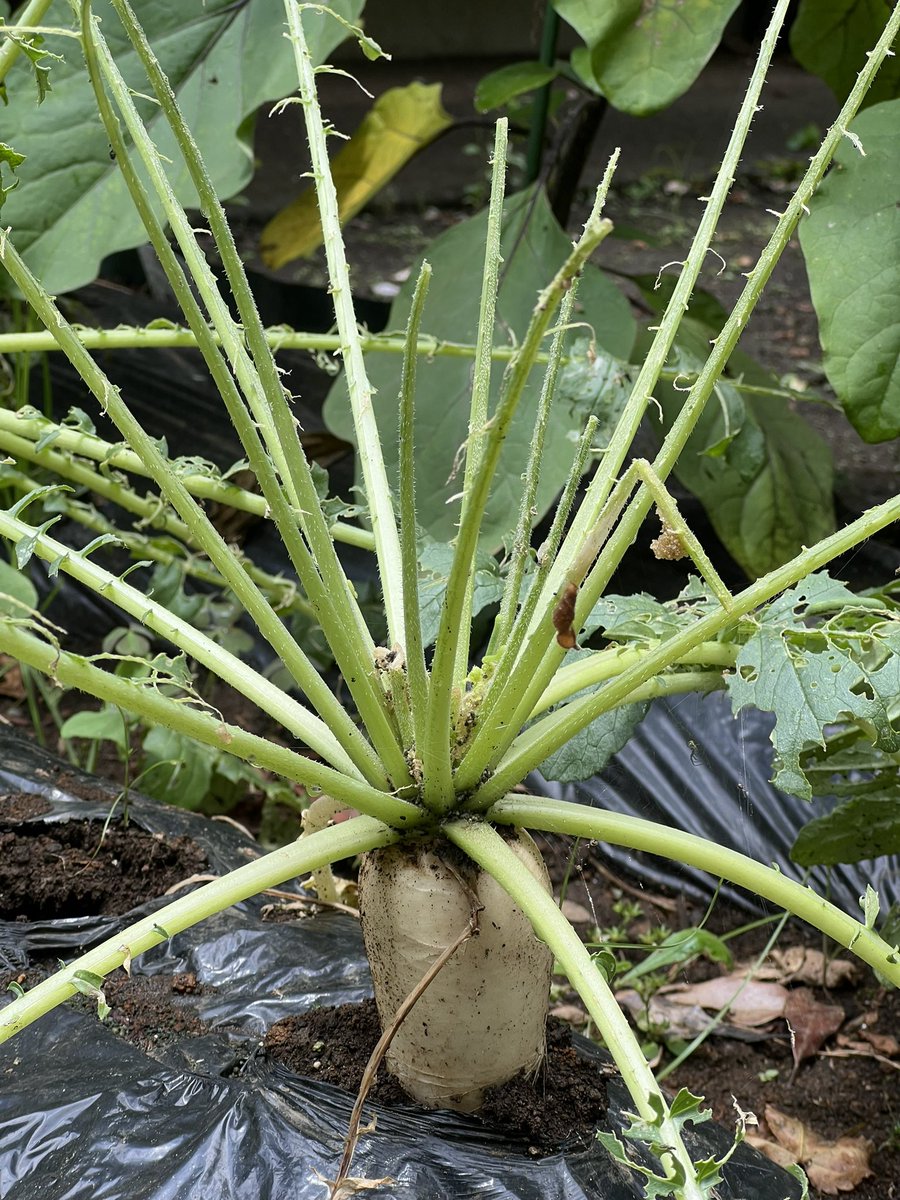 もうこれだけ綺麗に
葉っぱを食べてくれると
何も言う事は…なし‼️
むしろ、芸術的🎨

#大根
#家庭菜園