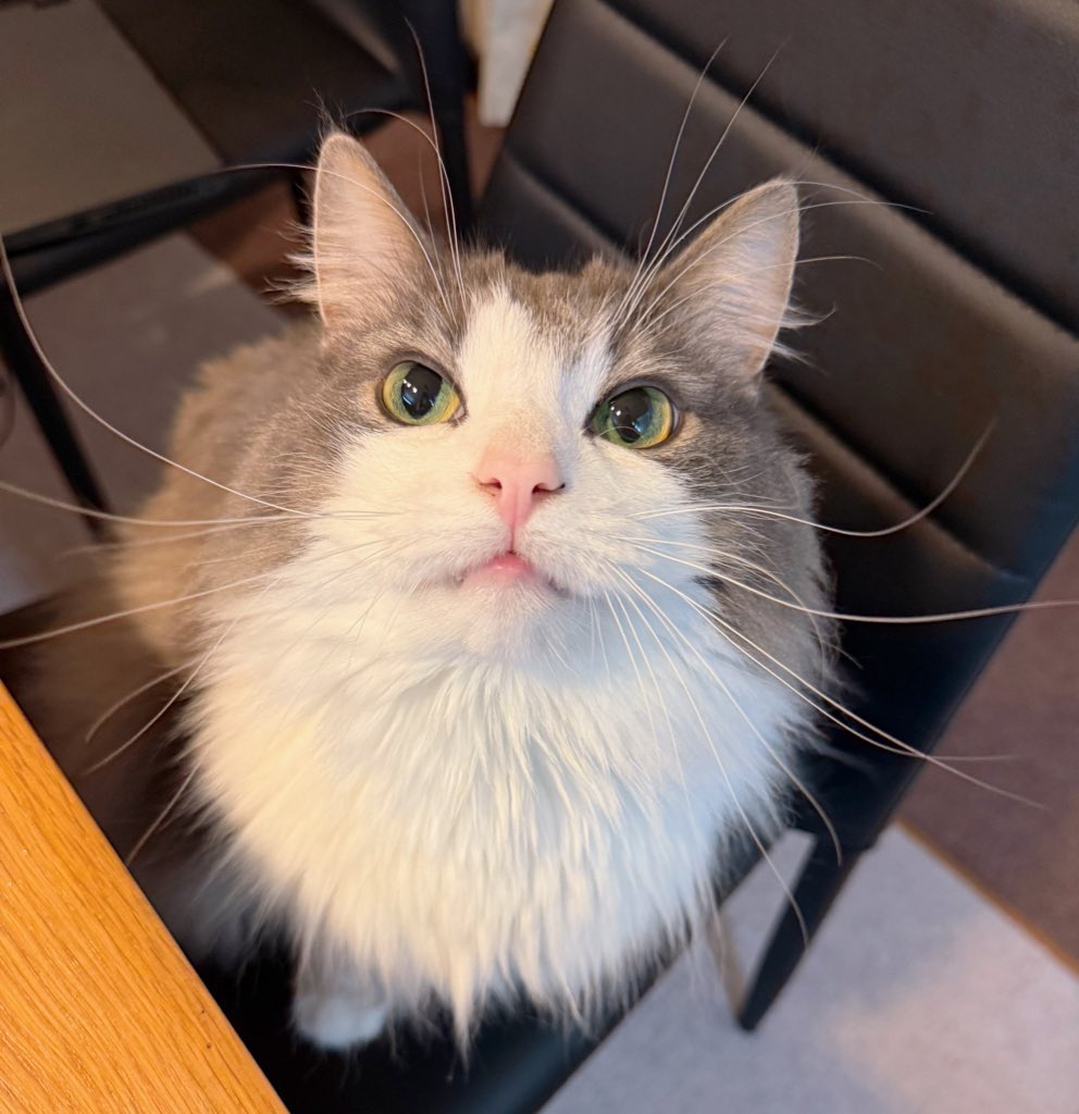 nyaoya__x's tweet photo. 【UIUXデザイナーを募集ちゅう🐾】

フルリモートでFigmaを利用したUIUXデザイン のできる方！
週10時間稼働〜ok
時給2000円〜6000円！

ニャンのお友達が急募でさがしております。
心当たりの方はDMお願いします🔥 https://t.co/9AbHxSIjvB