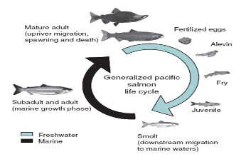 ሳልሞን ዓሳ
ኣለክሳንደር ጎነጸ

ሳልሞን ልሙድ መጸውዒ ናይ ስድራ ሳልሞኒዴ (Family Salmonidea) እዩ። ብናይ ፍልሰት ባህርያቱ ዝፍለጥ፡ ሓደ ካብቶም ብዓለም ደረጃ ዝፍለጡ ዓሌታት ዓሳ ኰይኑ፡ ኣብ ሰሜን ኣትላንቲክ ውቅያኖስ፡ ሰላማዊ ውቅያኖስን ኣብ