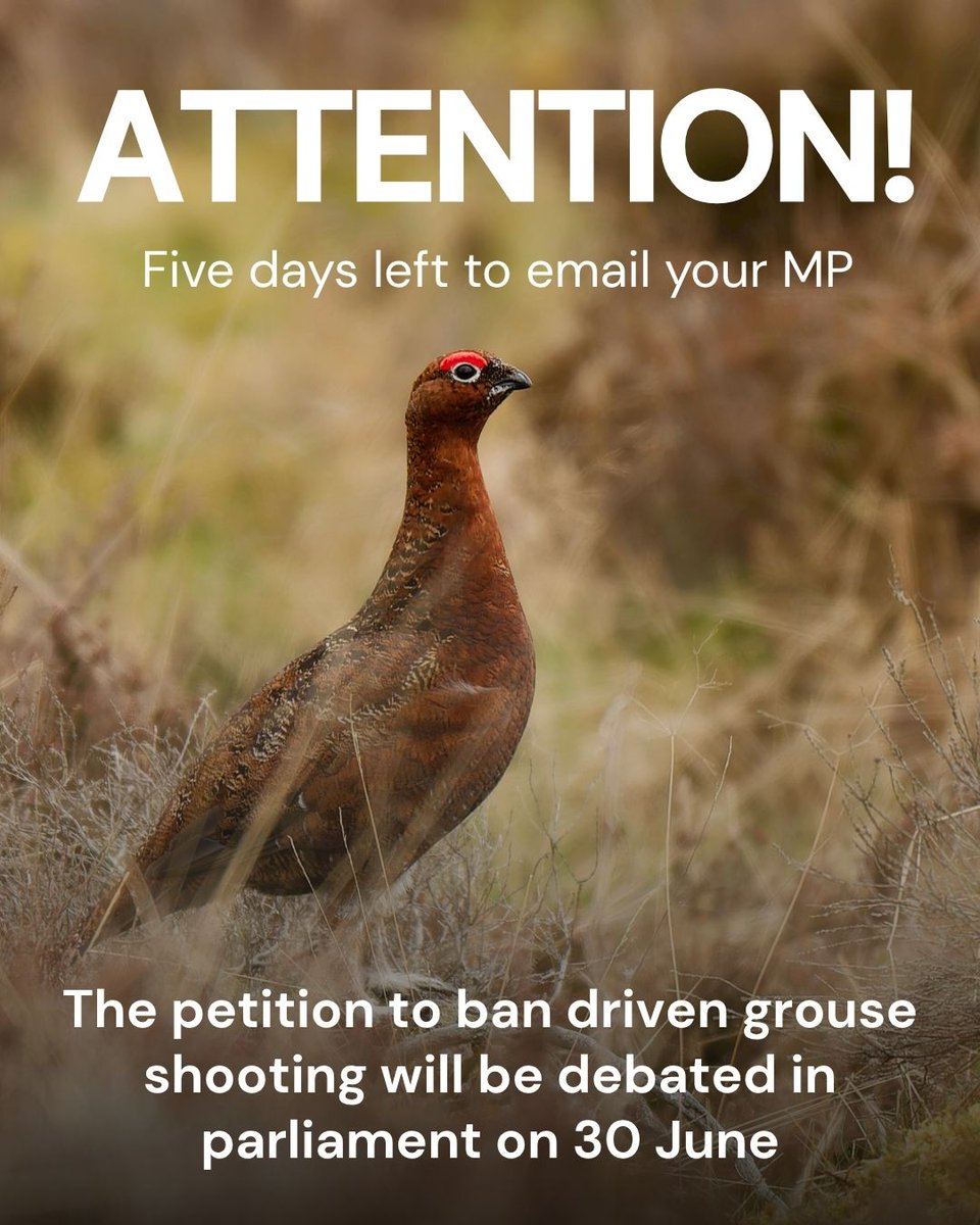 Driven grouse shooting will be debated in parliament on 30 June.

More than 100,000 people have backed the call to ban this destructive practice.

Now is the time to speak up.

Email your MP and ask them to attend the debate and represent your views.

#SayNoMoor