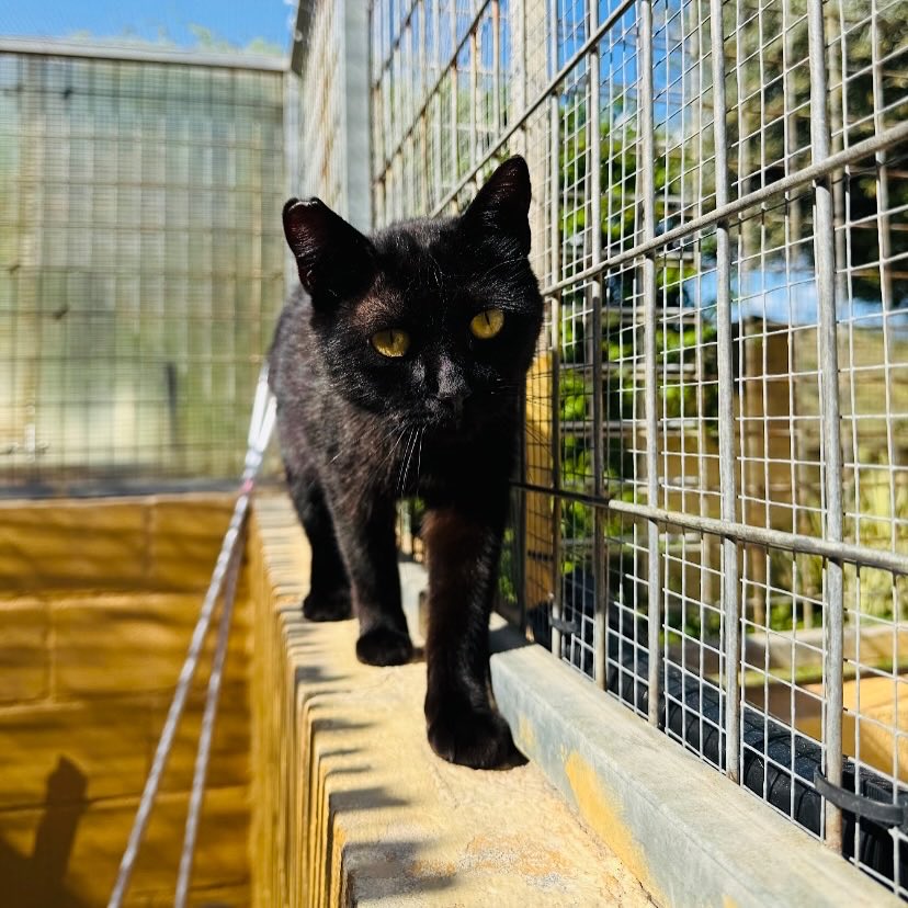 ❤️ NEGRITA es una gata maravillosa de 1 añito, es súper mimosa y le encanta que le rasquen y le presten atención, pero lo está pasando muy mal en patio rodeado de tanto ruido y gato, aunque ella si es compatible con los demás. Tiene un maullido de lo mas adorable y es un poco
(+)