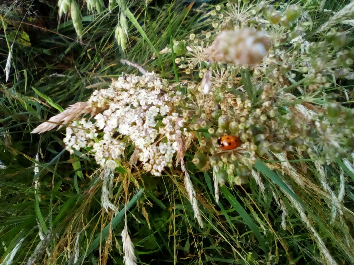 laurawattsflem1's tweet photo. #30DaysOfWild. #Hedgewatch. Lots of insects attract to the flowers https://t.co/A1WTy0XsMS