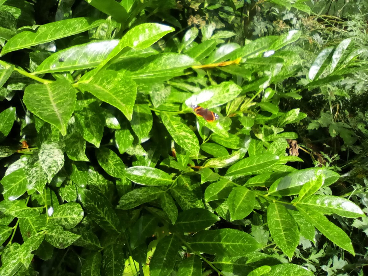 laurawattsflem1's tweet photo. #Hedgewatch. #30DaysOfWild. Ladybug, red admiral butterfly,insects on dandelion and cabbage white butterfly https://t.co/K6rVoaZKnU