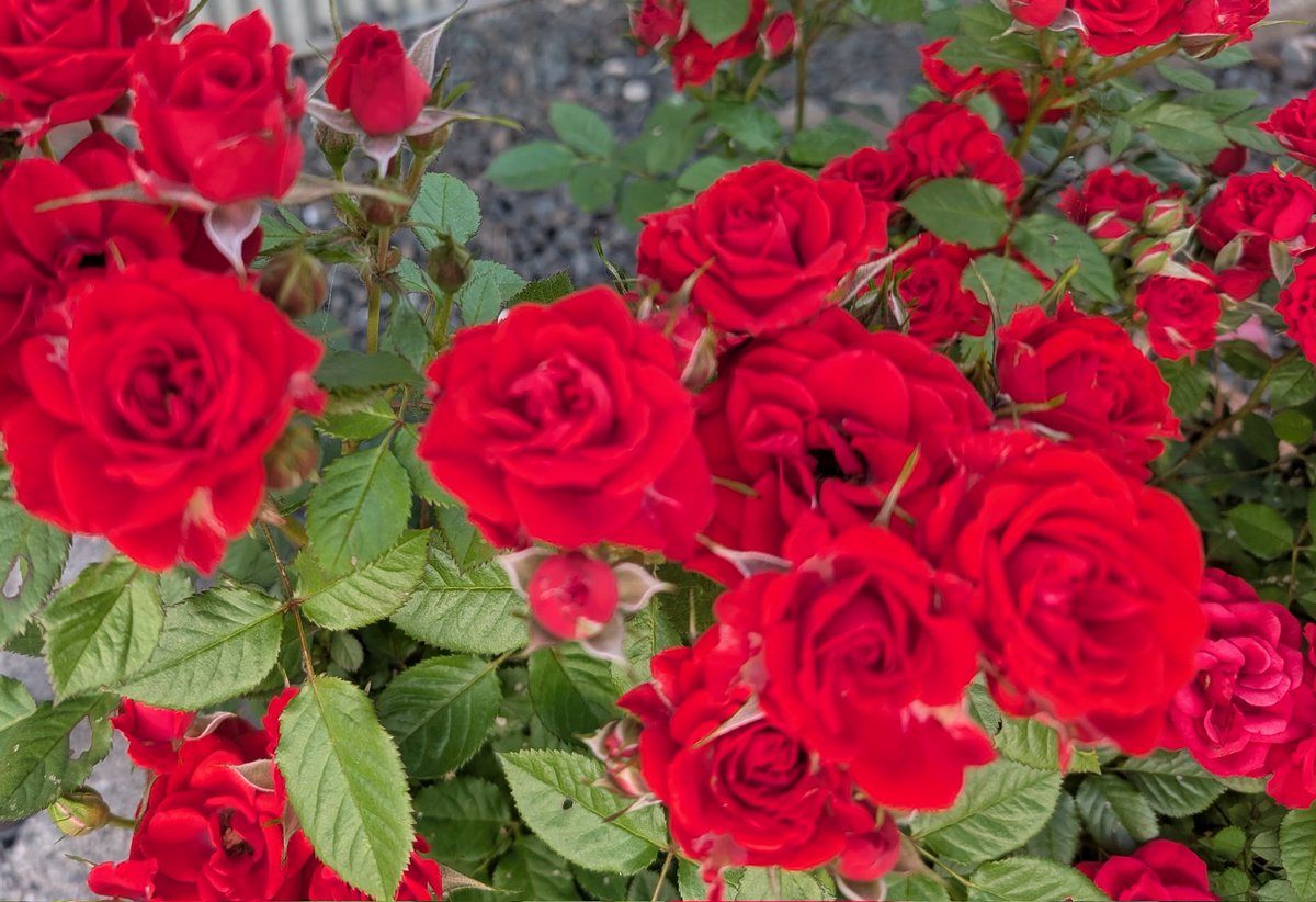 うちのバラが綺麗に咲いた✨
てか、今日暑すぎ34.9℃💦
お疲れ様でした🍻