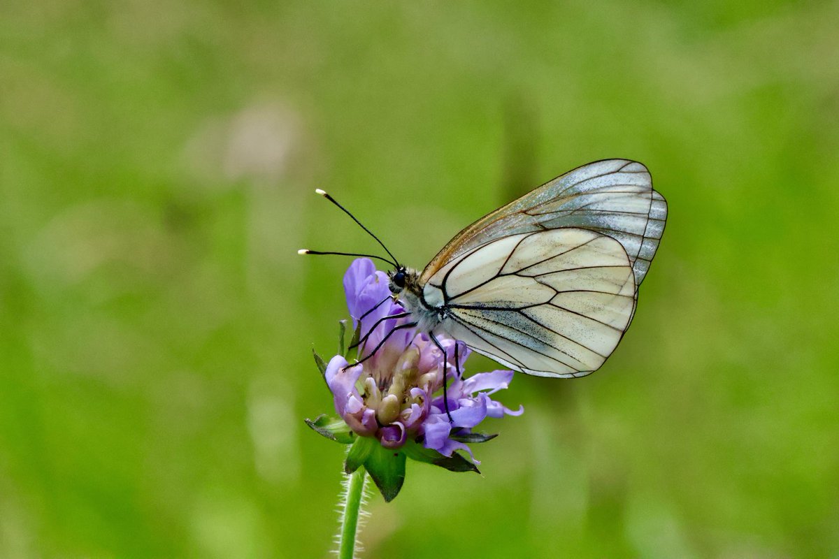 A rather art deco looking butterfly! The black veined white.