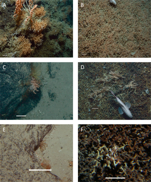 A new study of a New Zealand seamount finds, even after decades of damage, heavily trawled #seamounts still hold ecological value. 

These findings strengthen the case for permanently protecting all seamounts, not just those untouched by bottom trawling.
sciencedirect.com/science/articl…
