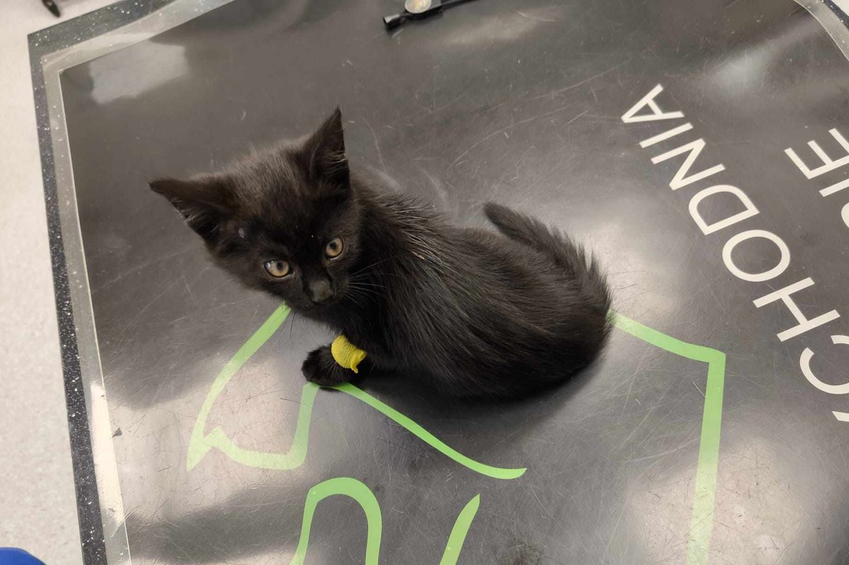 Kotkowo Pomocowo 😺 tweet media