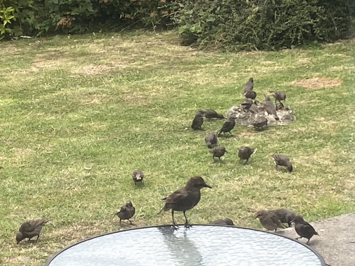 Richard Williams (@richardrbw) on Twitter photo Just some of the FIFTY Starlings in our garden this morning enjoying the fat balks and the bird bath, and only two adults! Also a fledged Jackdaw being fed. Don’t have to go far for great wildlife. <a href="/SwindonWS/">SwiWildlifeSightings</a> Just some of the FIFTY Starlings in our garden this morning enjoying the fat balks and the bird bath, and only two adults! Also a fledged Jackdaw being fed. Don’t have to go far for great wildlife. <a href="/SwindonWS/">SwiWildlifeSightings</a>