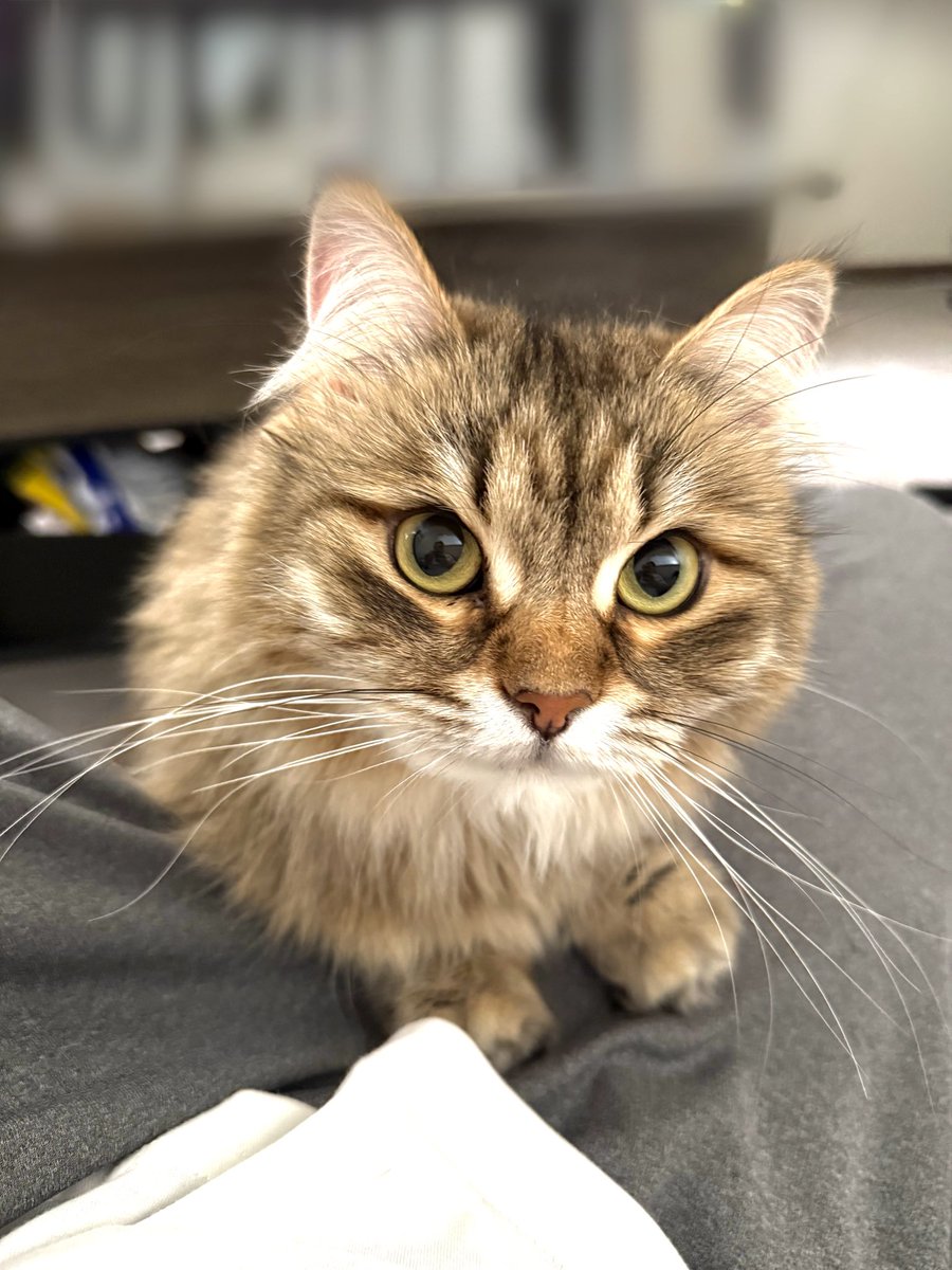 ソファであぐらをかいて座ると、

🐱「ベッドの準備が出来たみたいね」

と、すげぇ勢いでやってくる猫