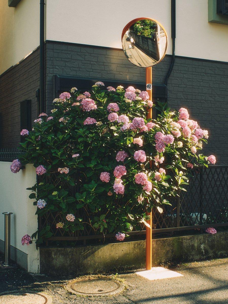 紫陽花とカーブミラー
#GLAZE_TB