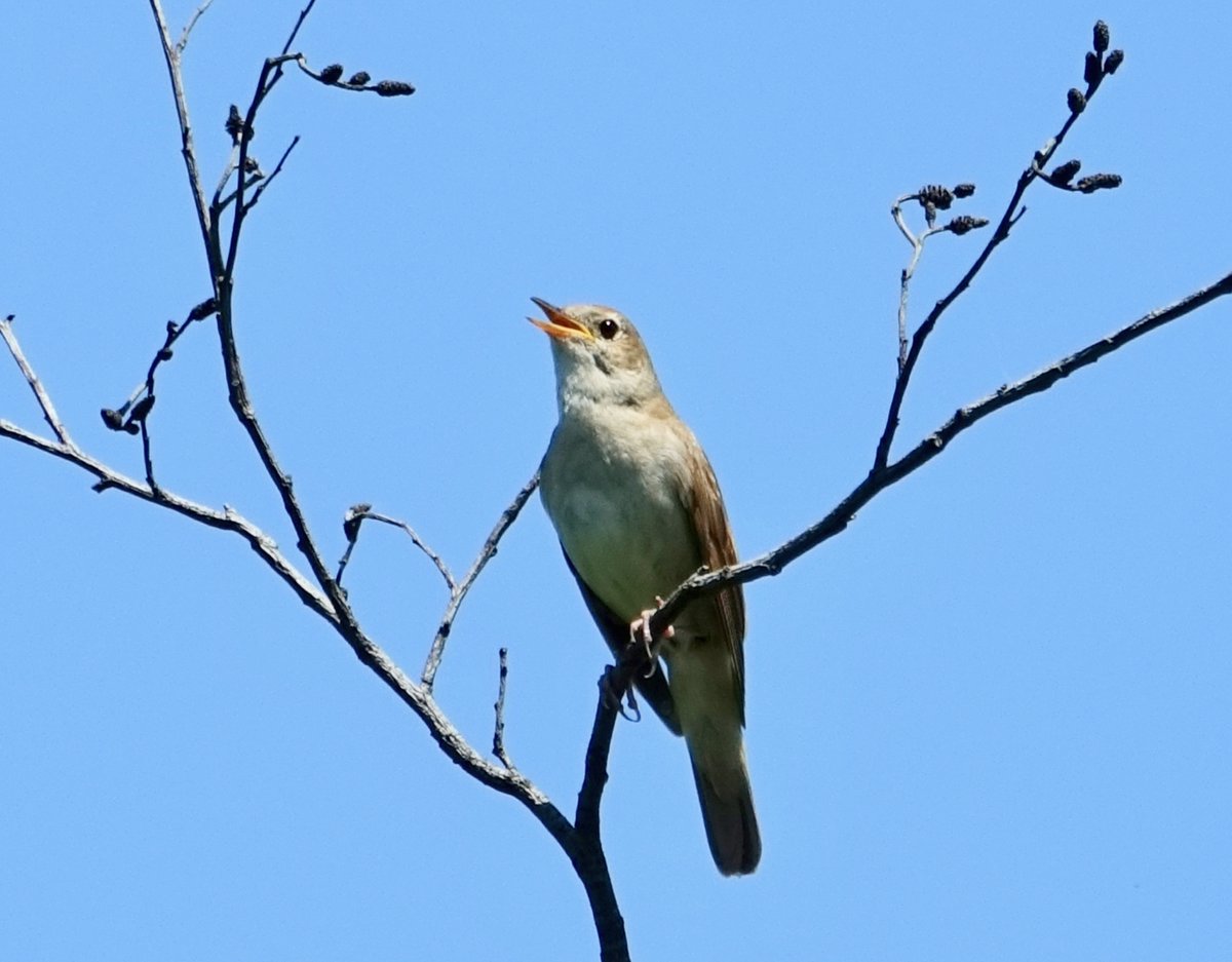 die exhibitsionistischste nachtigall, die mir je untergekommen ist (jetzt, ende juni, sind sie kaum noch zu hören)