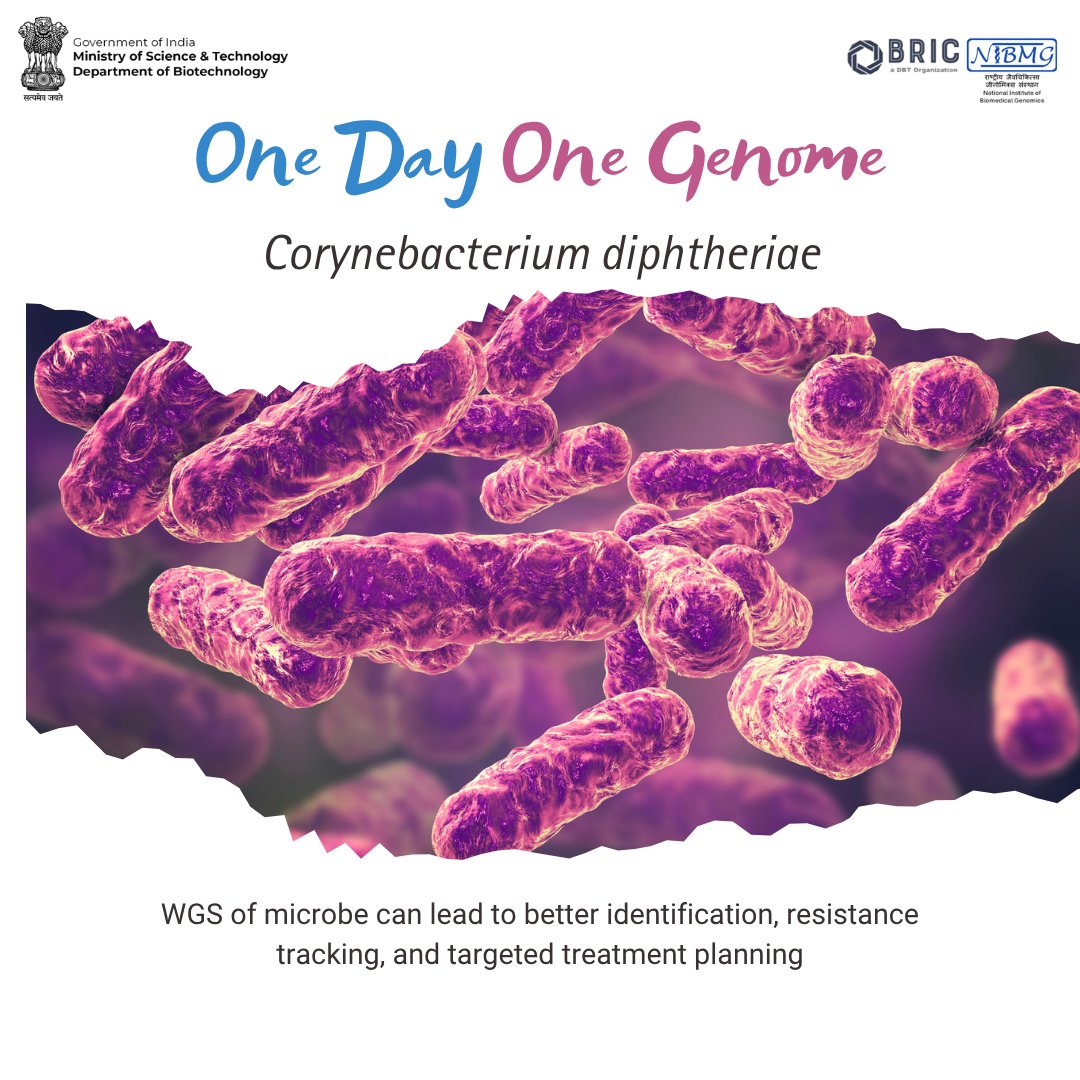 Department of Biotechnology (@dbtindia) on Twitter photo <a href="/FollowDbtNibmg/">BRIC - National Institute of Biomedical Genomics</a> has sequenced Corynebacterium diphtheriae, isolated from a chronic wound. Known for producing diphtheria toxin, it can complicate wound healing by promoting local tissue damage.
#ODOG #genomics
<a href="/DrJitendraSingh/">Dr Jitendra Singh</a>
<a href="/rajesh_gokhale/">Rajesh Gokhale</a> <a href="/FollowDbtNibmg/">BRIC - National Institute of Biomedical Genomics</a> has sequenced Corynebacterium diphtheriae, isolated from a chronic wound. Known for producing diphtheria toxin, it can complicate wound healing by promoting local tissue damage.
#ODOG #genomics
<a href="/DrJitendraSingh/">Dr Jitendra Singh</a>
<a href="/rajesh_gokhale/">Rajesh Gokhale</a>