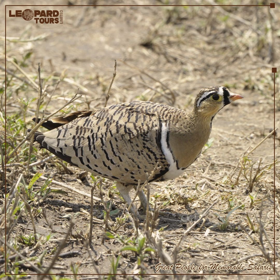 Leopard Tours Ltd tweet media