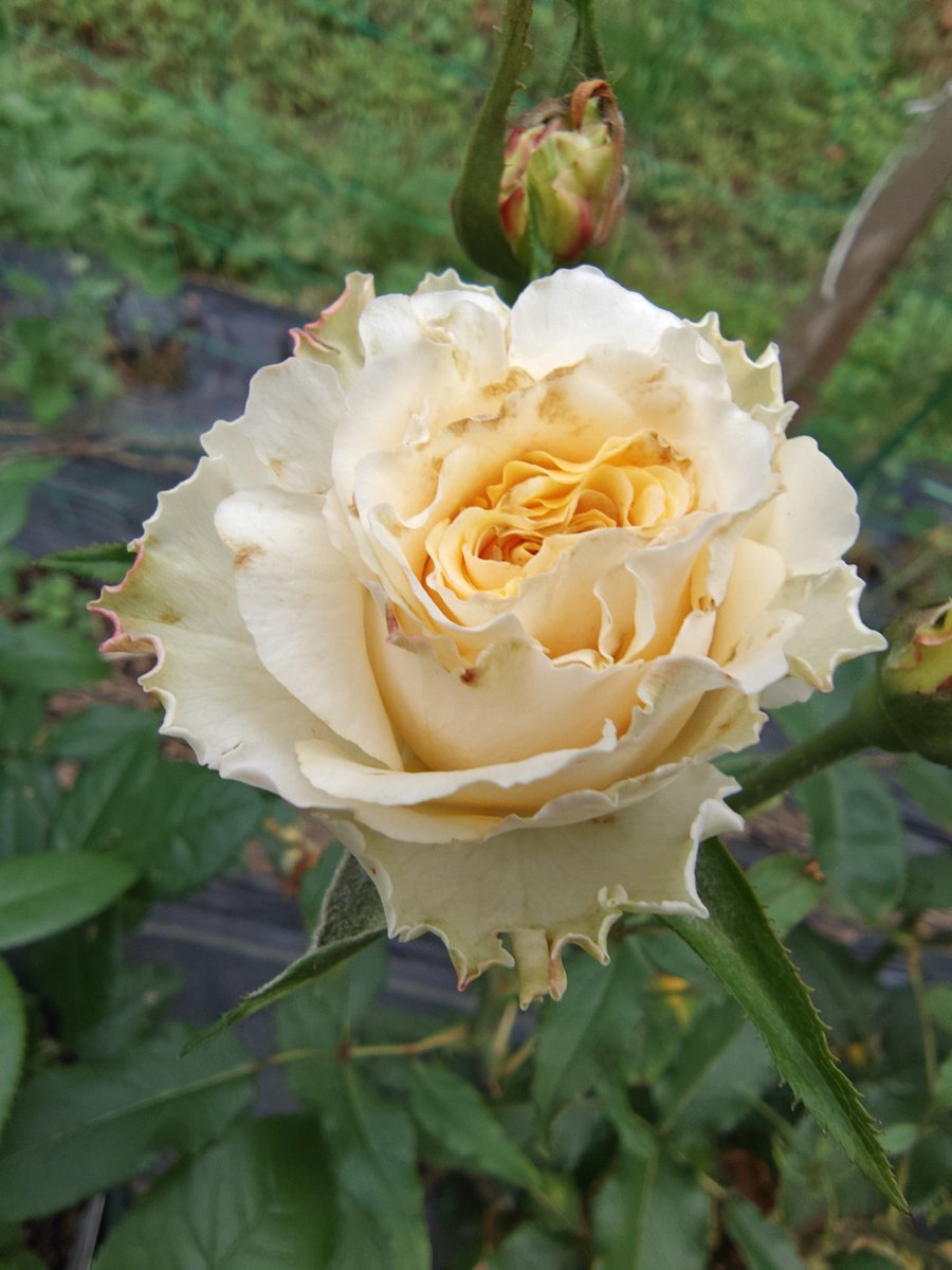 ⭐︎ロゼ@プロフ読んでね⭐︎様 リクエスト バラ苗 7点 園芸ネット本店