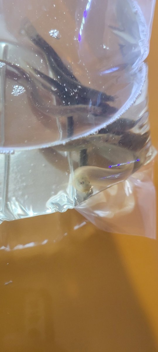 teraei1035's tweet photo. ロイヤルクイーン様でFungi とドジョウ購入‼️
水槽入れ替えの時にFungi ぶちこみます（笑）
いつもご無理言ってすいません🙏
ありがとうございました。

@royalqueennaka
@bababa303030 https://t.co/nDatmC8Z9t
