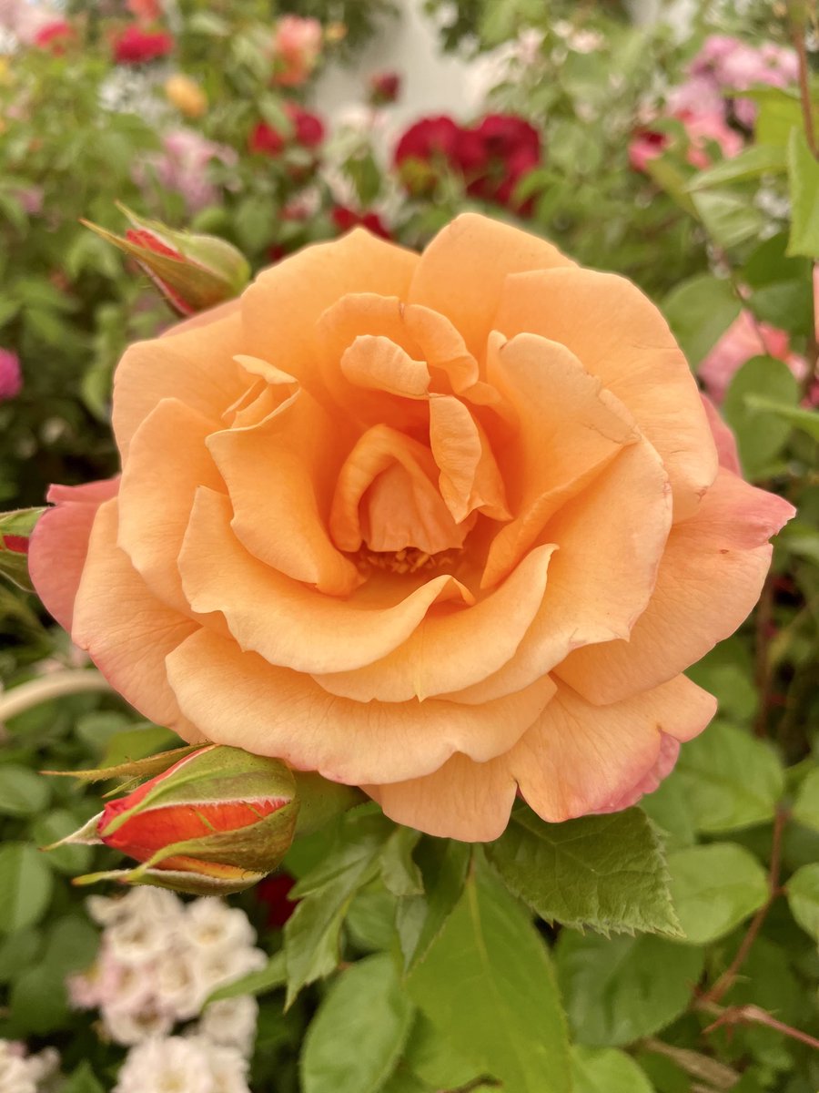 For #RoseWednesday a little celebration of Rose of the Year winners.
It’s A Wonderful Life ROTY 2022 
You’re My Everything ROTY 2025
Coral Gardens ROTY 2026 (available this autumn) 
Scent from Heaven (climber) ROTY 2017
Have a good day everyone, take care, stay safe.
<a href="/kgimson/">k gimson 🌻🐝</a>