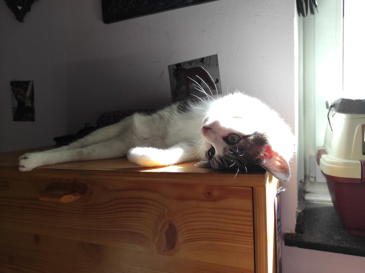 Motivation im Home-Office 🤪😹
Tracy von den #nordstadtkatzen, meine kleine Sonnenanbeterin