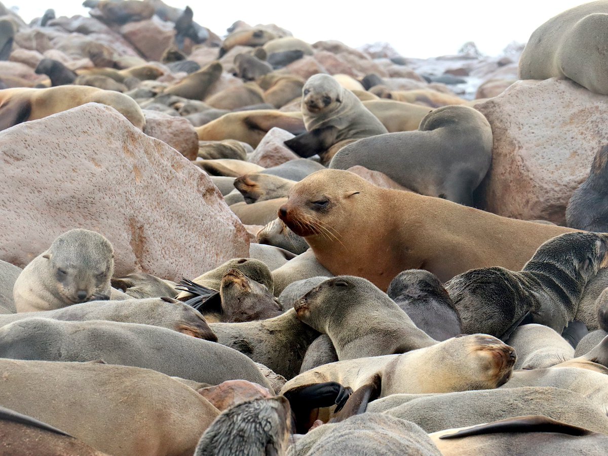 I seal love photography 🦭