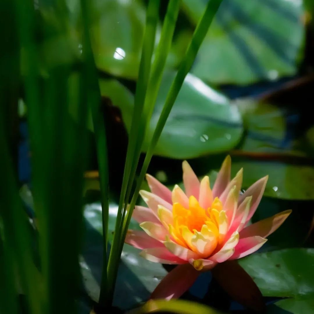 SND_China's tweet photo. Lotus flowers are blooming🌸 in #Suzhou New District (#SND), their soft pink or white hues reflecting on the calm waters like a beautifully painted watercolor scene brought to life.🥰 #BeautifulSND https://t.co/W59RHhWsoF